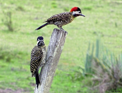 CARPINTERO NUCA ROJA (Colaptes melanochloros)  - (Pareja) Cumbres de la Ballena- MALDONADO (Enero 2010)